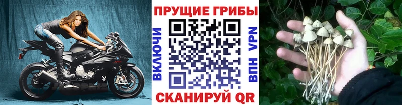 это телеграм  что такое наркотик  Балашов  Галлюциногенные грибы мицелий 